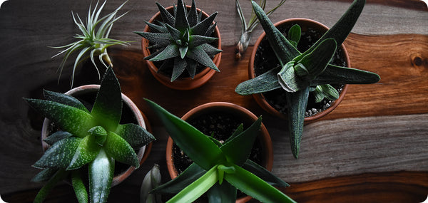 These indoor plants are particularly suitable for the office