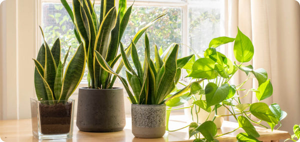 Bogenhanf im Büro - Darum sind Pflanzen eine gute Idee